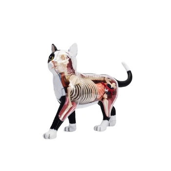 Állati szerv anatómiai modell 4D macska intelligencia összeszerelés játék tanítás anatómiai modell DIY népszerű tudományos készülékek
