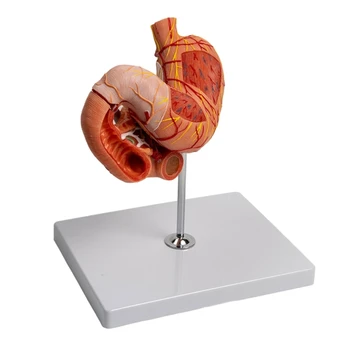 Anatómiai gyomor modell Gyomor anatómiai oktatási segédeszközök, emberi szervek modellje Emberi nyombél és hasnyálmirigy anatómiai modell